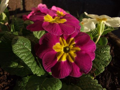 Fuji 9100 Macros