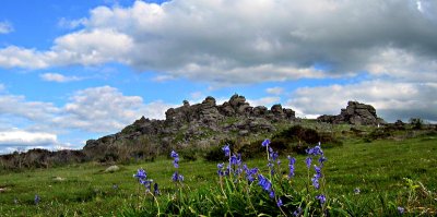 Hound Tor at Bluebell time