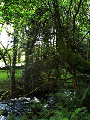 Ivy and Ferns