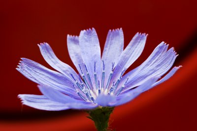 Chicory on Red