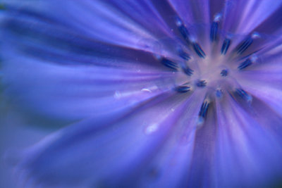 Chicory up close