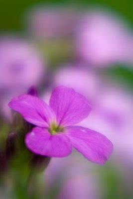 Violet