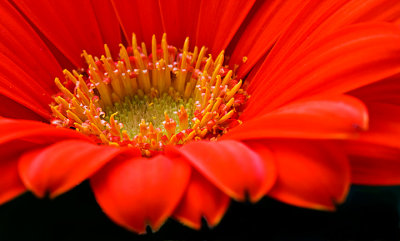 Gerbera Scape