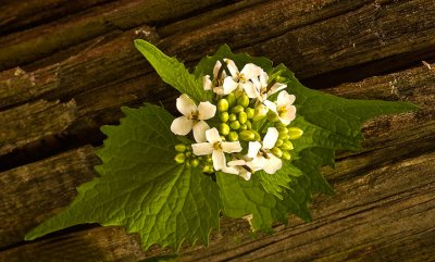 Flowers on Wood