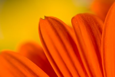 Orange and Yellow