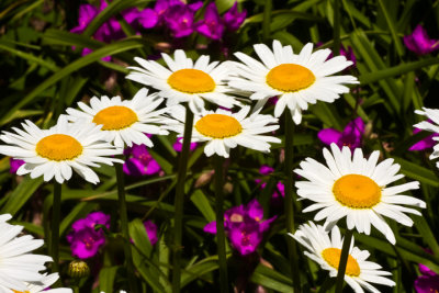 Daisies and Friends
