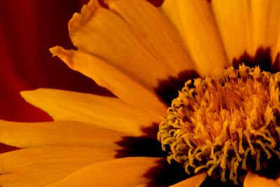 Gerbera up Close