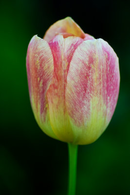 Varigated Tulip