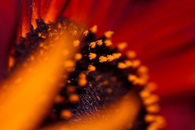 IMG_6212.web.jpg