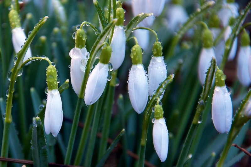 Morning Dew on Snowdrops.jpg