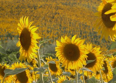 Tuscan Sunflowers 3