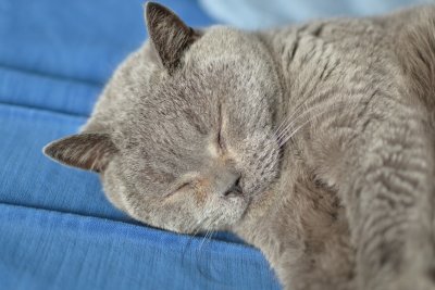 Cat Nap 2.jpg