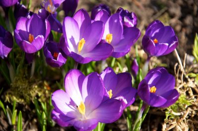 First opening of the spring flowers.jpg