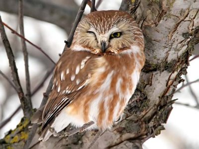 Northern Saw-whet Owl - Bloomington, MN