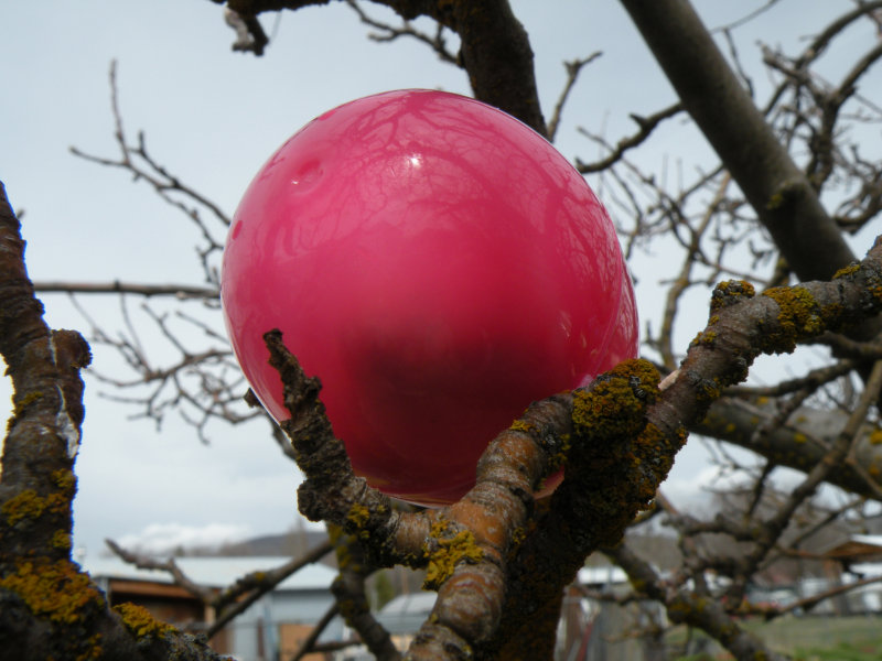 An egg hidden in the tree by the dads