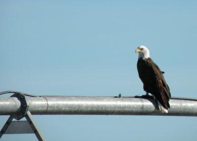 An Eagle on an Irrigation Pipe