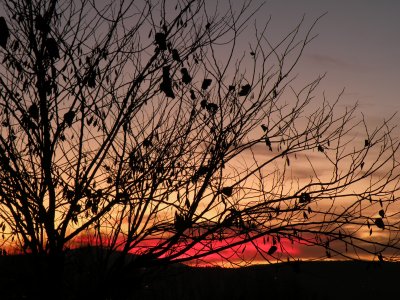 I liked the seed pods on this bare tree. It was the view I saw leavng work tonight.