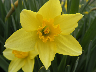 Daffodils Beneath My Feet