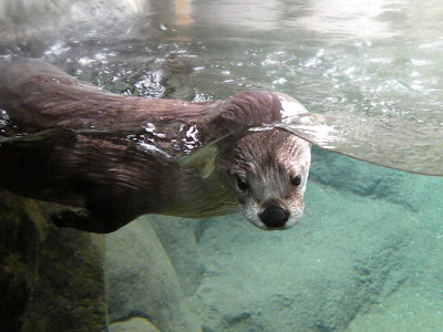 Thomas the River Otter