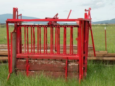A Cattle Squeeze at the 4D Ranch