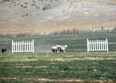 Speed at the Sheep Dog Finals