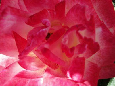 A Multi-layered Rose