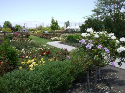 15. Experimental Rose Garden