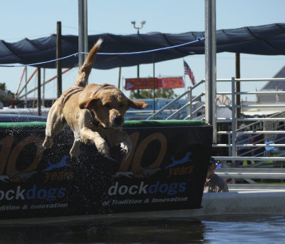 11.  Dock  Dogs Practice at the Fair