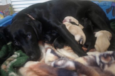 16. Bailey's New Litter