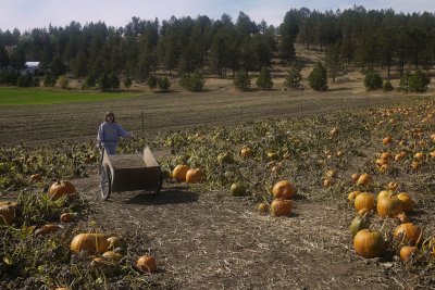 19. Picking Pumpkins at the Cornelius Farm