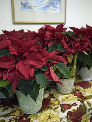 Poinsettias lined up to decorate the church