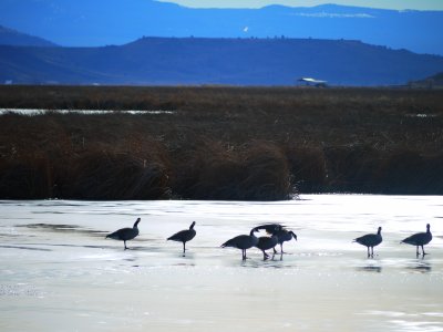 18. Gateway to the refuge, with ice skating geese