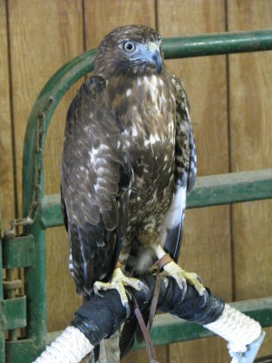Young Red Tail Hawk
