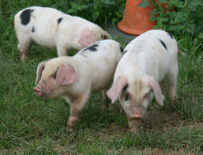 Butts Farm Piglets