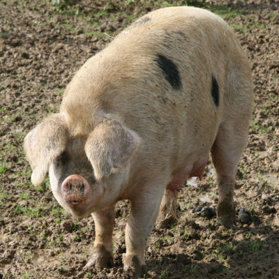 Gloucester Old Spot Pig