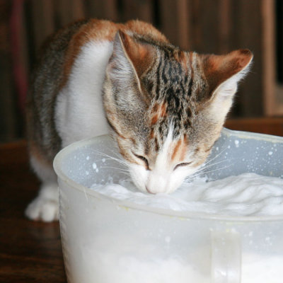 Kitten Stealing Milk