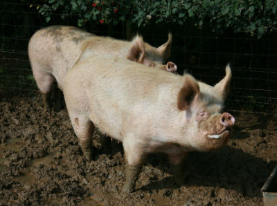 Pigs, Butts Farm