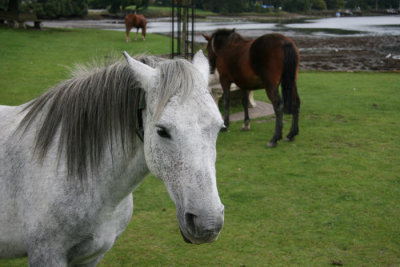 New Forest, Hampshire