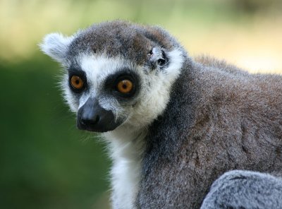 Ring Tailed Lemur