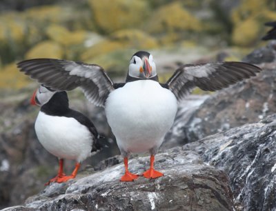 Atlantic Puffins