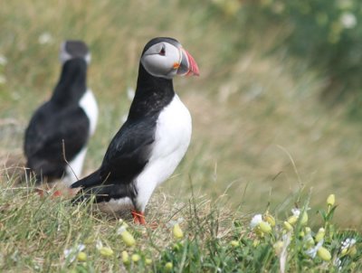 Atlantic Puffins