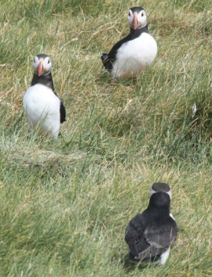 Atlantic Puffins