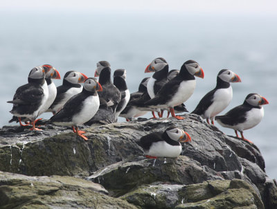 Atlantic Puffins