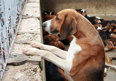 Hunting Hounds at Cheverny