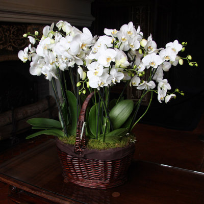 Orchids, Chateau de Chenonceau