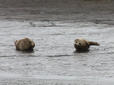 Seals Near Seal Sands