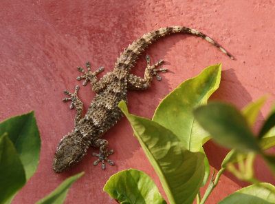 Lizard, Sienna