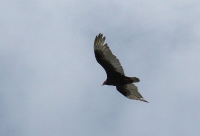 Turkey Vulture