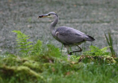 Herron, Wallington Hall Gardens