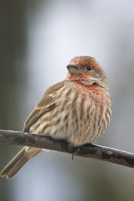 House Finch